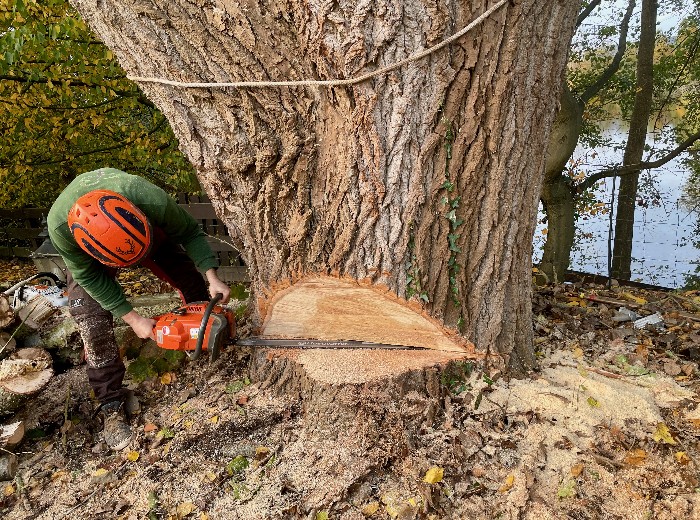Wenn alle anderen Erhaltungsmaßnahmen keinen Sinn mehr ergeben, werden Bäume von unserem Team professionell und sicher gefällt.