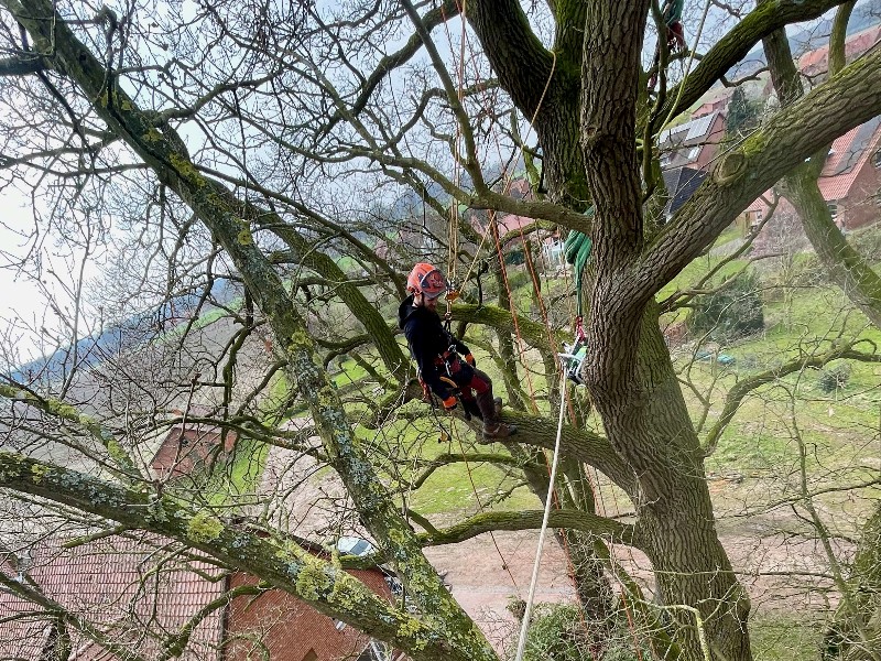 Das Baumpflege Kollektiv Team ist führend in der Seilklettertechnik.